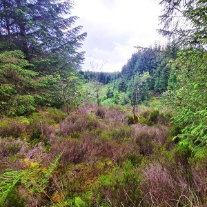 247 Natural white noise from the firs of Kielder Forest