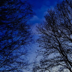 250 Moorland trees in mid-winter gales (sleep safe after owl)