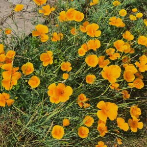 252 Late July breezes through the old churchyard