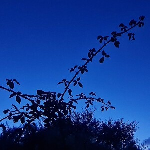 269 Night crickets distant waves - Folkestone Warren (sleep safe)