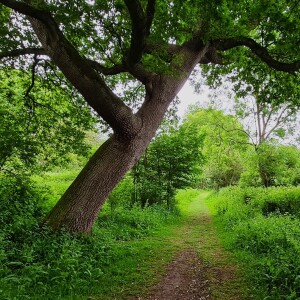 270 Soundscene from Northward Hill Nature Reserve featuring a nightingale