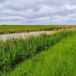 271 Wild breezes in the reeds - spring along the Thames Estuary
