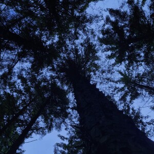 272 Emptiness within Shelve Wood at night (sleep safe)