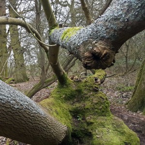 A fallen tree on Galley Hill