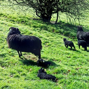 Soundscenes of spring from the Derbyshire hills