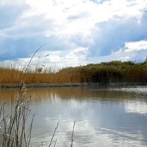 Waiting for skylarks at the Rye Harbour nature reserve