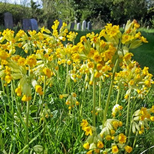 65 Songs from the churchyard of St Mary’s Gilston