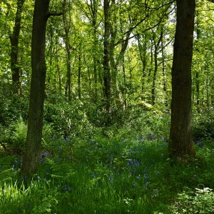 Wading cows and a passing cuckoo - the lakes and woodland of Chatsworth