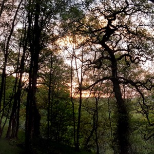 78 The birds that sing on the cusp of night - a leafy ravine in the Peak District (sleep safe after 16 mins)