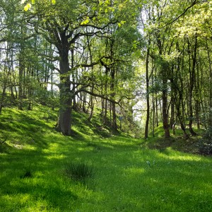 89 The birds of the leafy ravine - a tonic for tired minds (best with headphones)