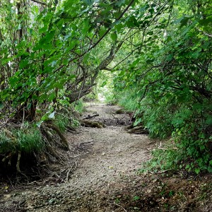 94 The trees that wait for the chalk stream to flow (natural source of white noise)