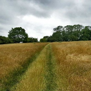 Arable farmland in the Essex countryside