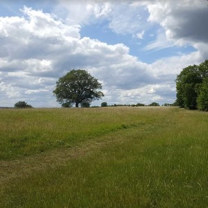 Early summer breezes