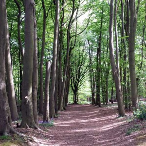 30 Wind and time passes in the Forest of Dean