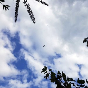 Folkestone Warren - Spitfire flypast then coastal murmurings