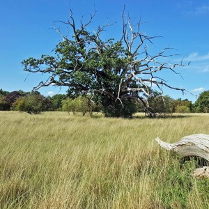 August breezes through an ancient Oak