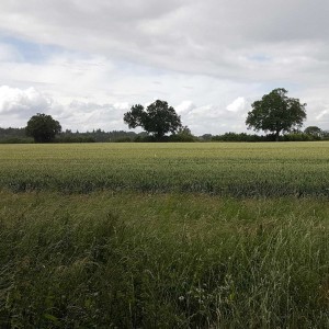 A summer walk in rural Hertfordshire - sunshine and showers