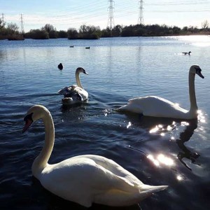 Summer sunrise over a lake in the Lee Valley - raucous birds start the day