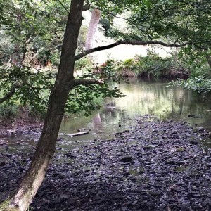 A babbling brook at night