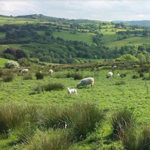 Dawn on a Peak District moorside