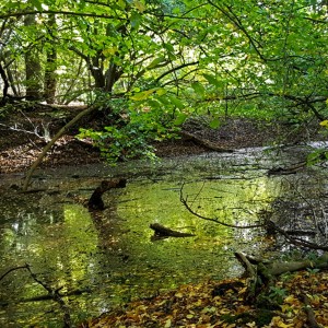 Jackdaws and flooded winterbournes - watery emptiness