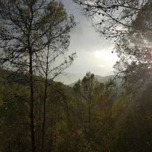 Pyrenees walk cicadas