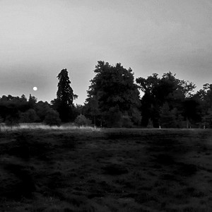 Suffolk Wood (part 7) 2am - counting the chirps of a dark bush cricket (sleep safe)