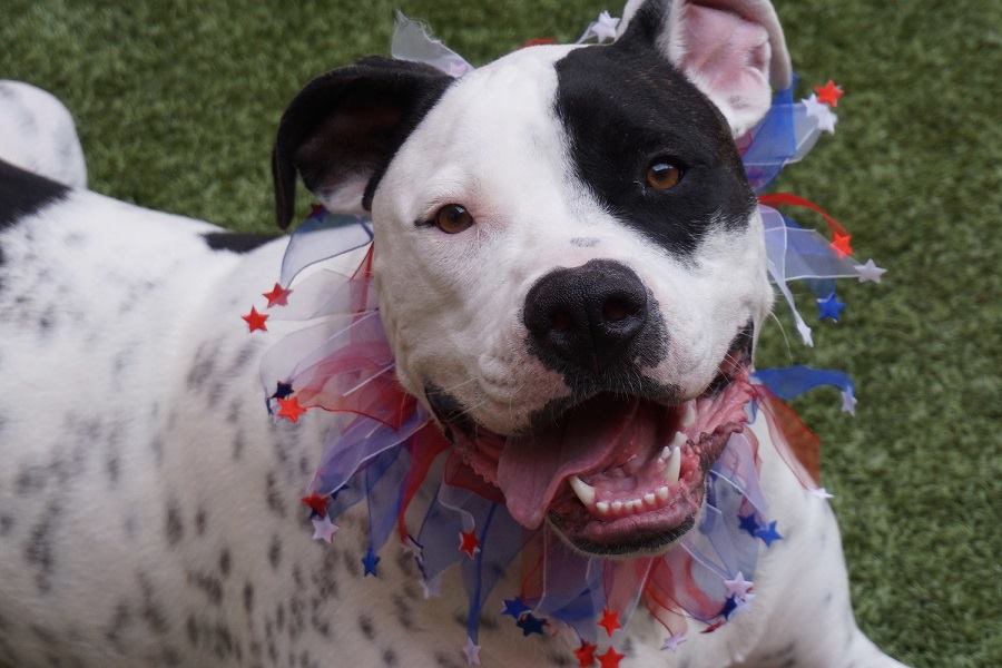 Adopt-A-Pet Tuesday, July 7, 2015