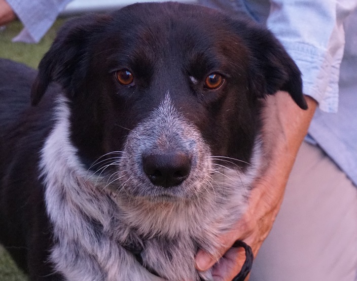 Adopt-A-Pet Tuesday