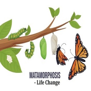 Metamorphosis - Life Change