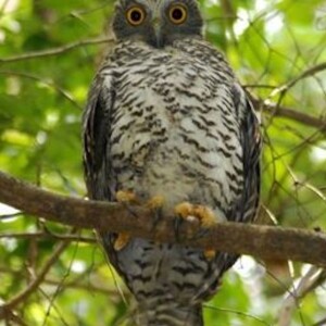 Powerful Owl Citizen Science