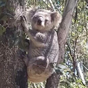 Hills Hornsby Rural Koala Project