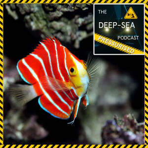 PRESSURISED: 060 – Mesophotic Reefs with Yi-Kai Tea