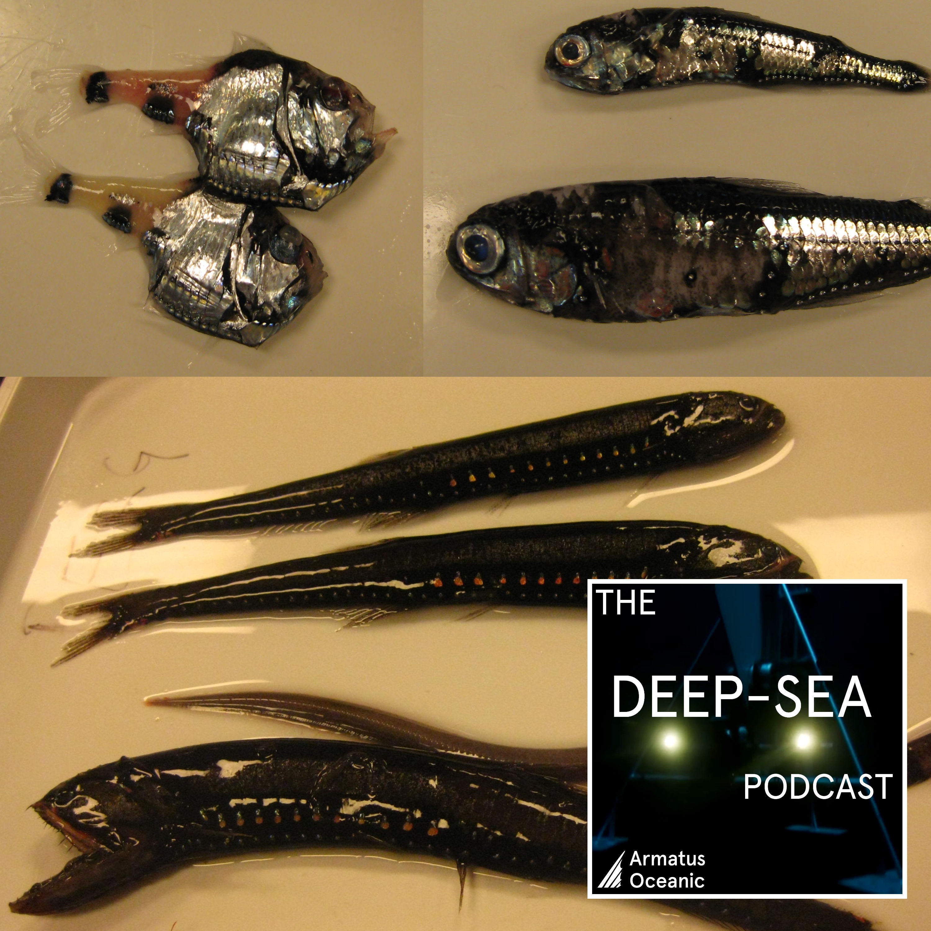 The Deep-Sea Podcast