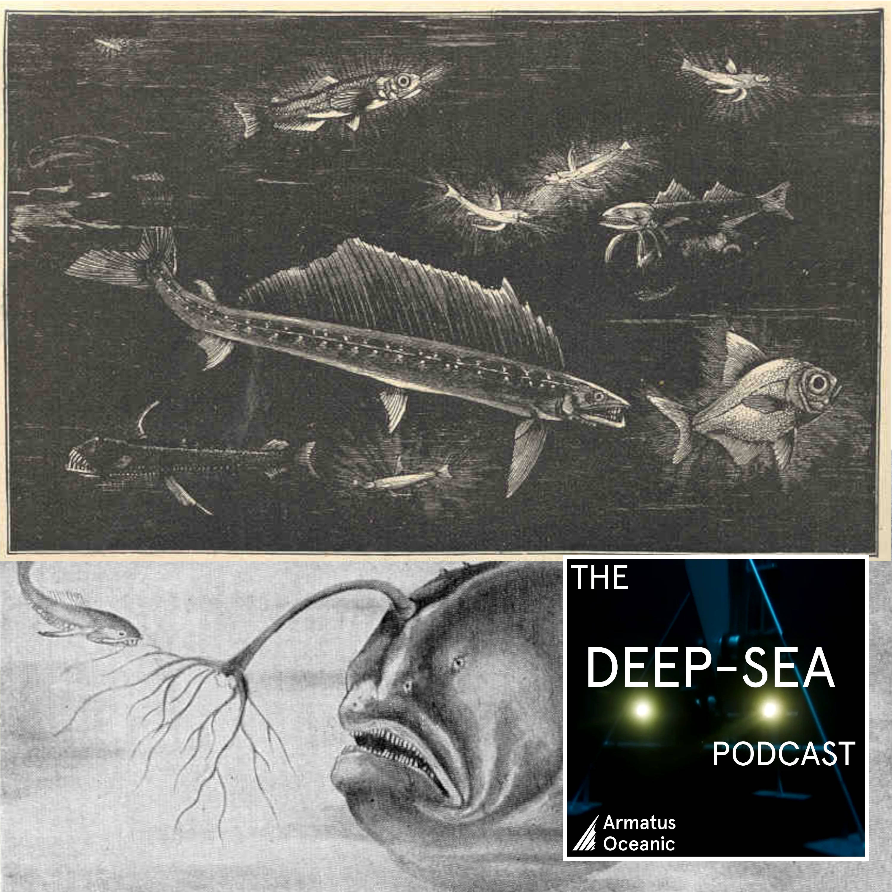 The Deep-Sea Podcast