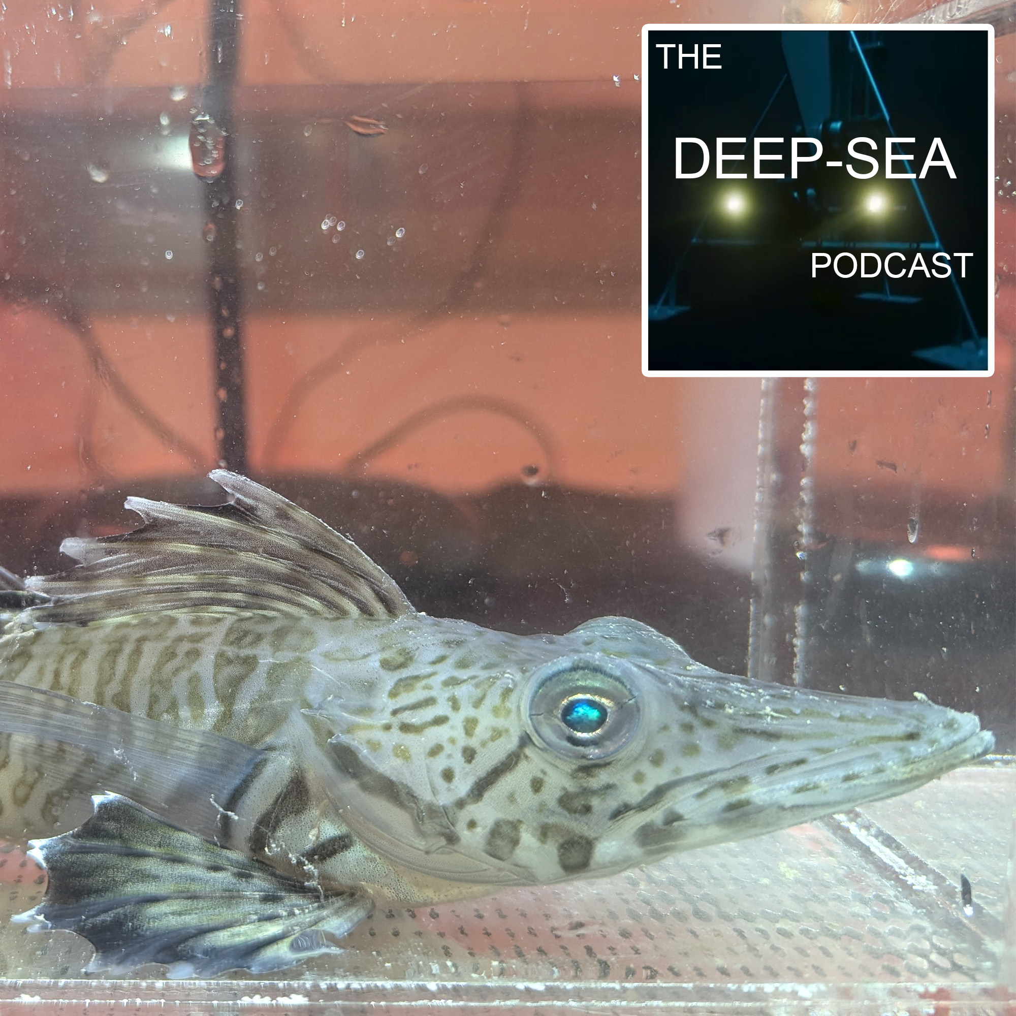 The Deep-Sea Podcast