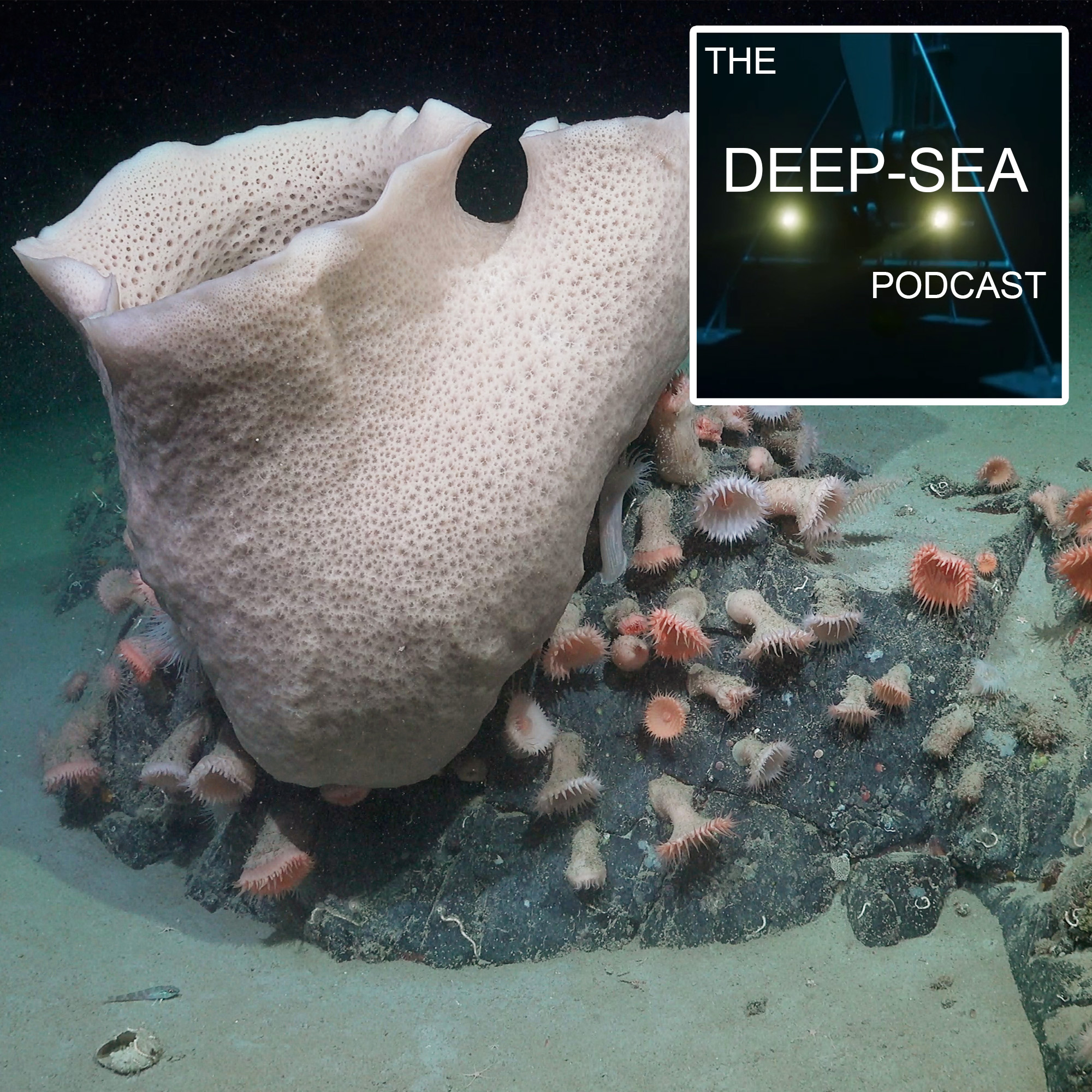 The Deep-Sea Podcast