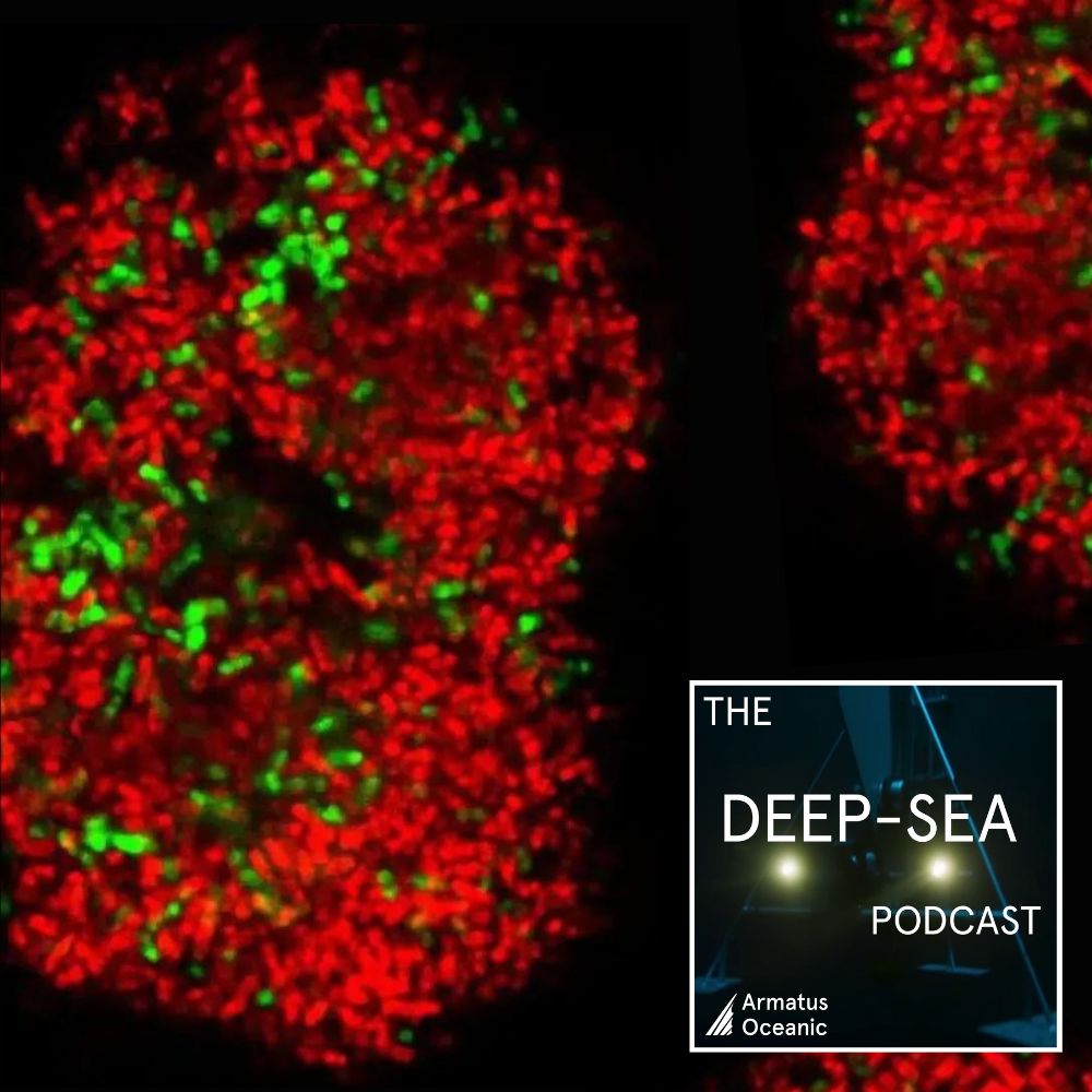 The Deep-Sea Podcast