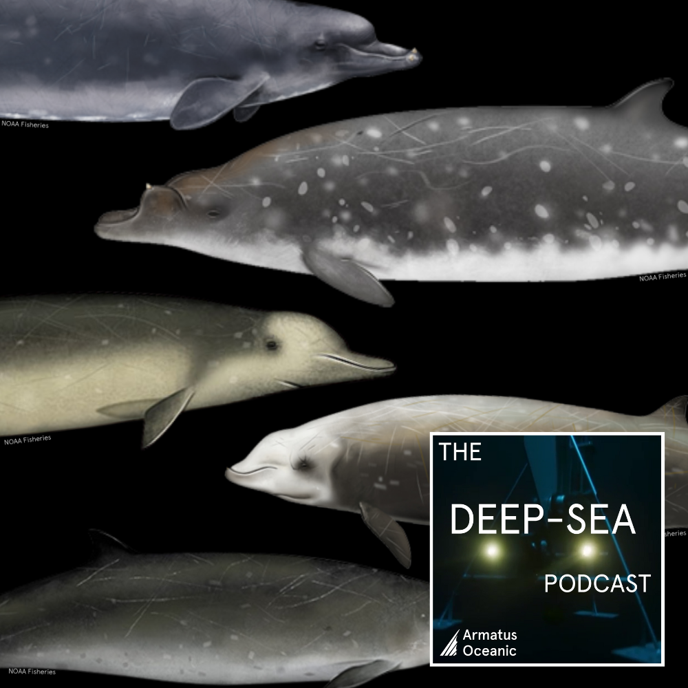 The Deep-Sea Podcast