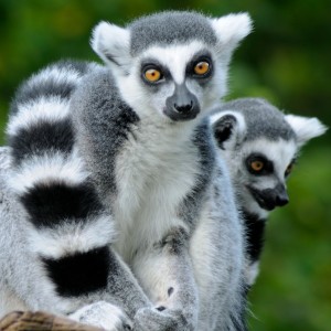 The August Collection: Attitude Changes, Cognition in Lemurs, and Much More