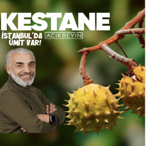 Kestane | İstanbul’da Ümit Var | 36.Bölüm