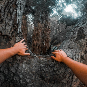 06 - När vuxna klättrar i träd