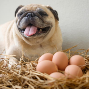 Episode 225: Dogs lay eggs with duct tape