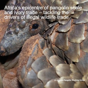 Africa’s epicentre of pangolin scale and ivory trade – tackling the drivers of wildlife crime