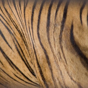 How we’re using artificial intelligence to help tackle the illegal trade in tigers