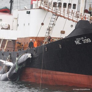 Iceland has resumed its slaughter of whales, but what future does the industry have?