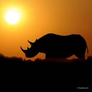 On World Rhino Day 2023, how is this magnificent species is doing versus illegal trade?