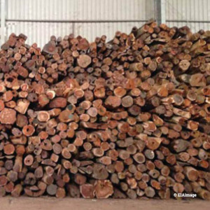 Why should you care about what’s going on with Vietnam’s timber sector?