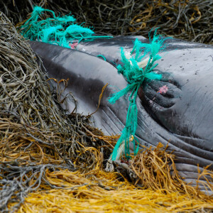 The grim toll of fisheries bycatch on whales, dolphins and porpoises in European waters