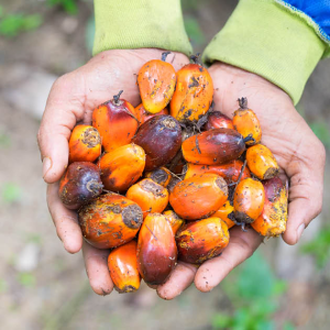 Is the palm oil in so many of our products still a problem and will it ever be truly sustainable?